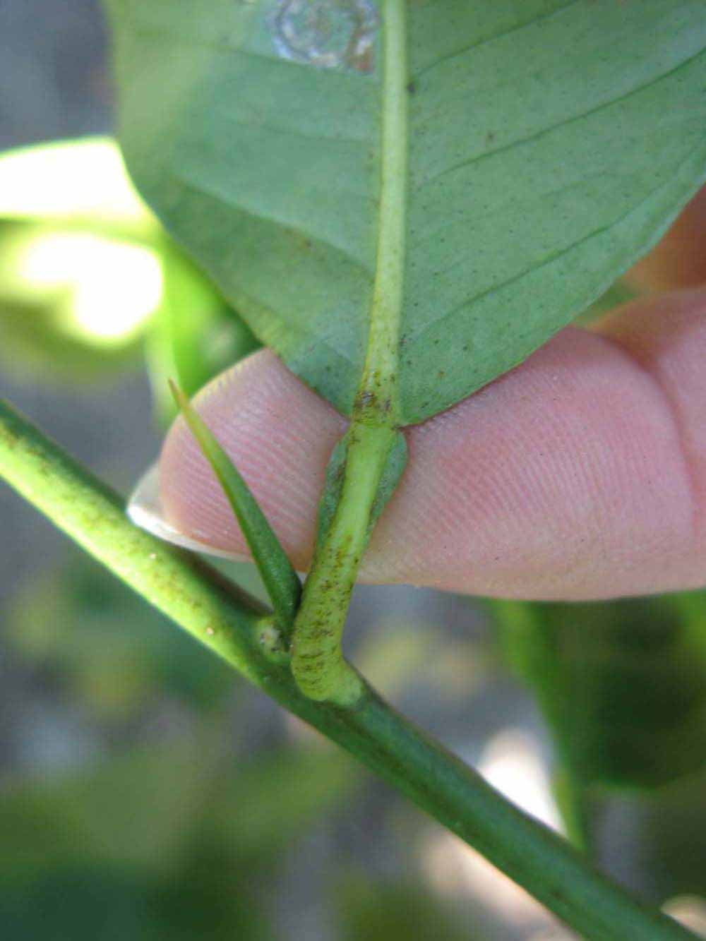              Petiole (Winter Haven, FL)       